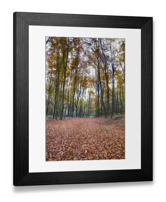 Framed Print : Colourful autumn in the beech forest