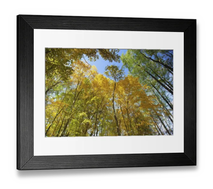 Framed Print : Sky view through the trees of a forest in autumn