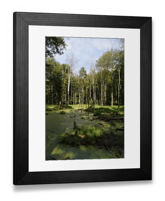 Framed Print : UNESCO World Heritage Site Grumsin Beech Forest Framed Print : UNESCO World Heritage Site Grumsin Beech Forest