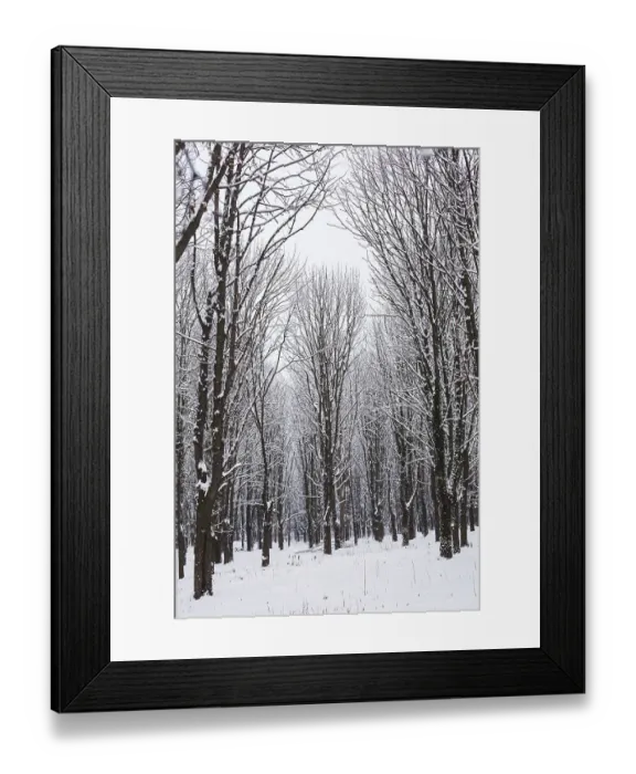 Framed Print : Snow covered trees in the forest in winter