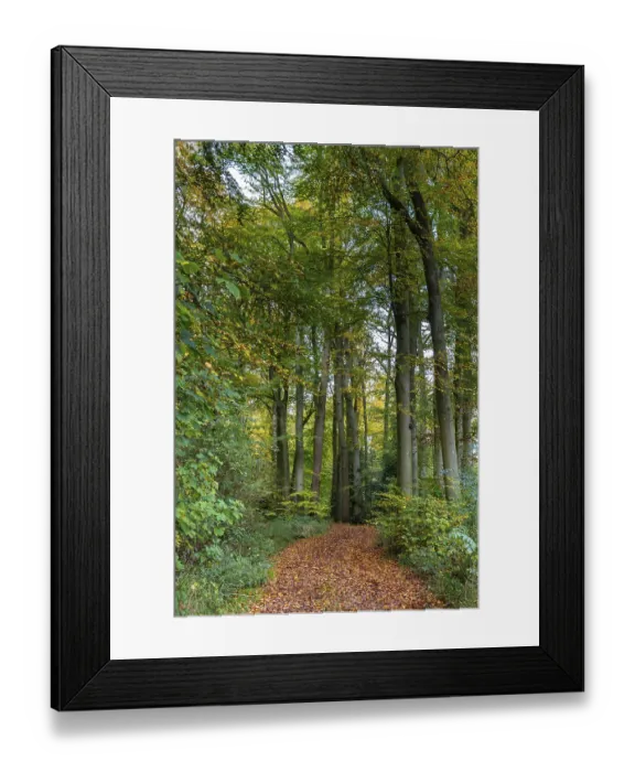 Framed Print : Hiking trail between between beech trees in autumn colors in a Dutch forest Framed Print : Hiking trail between between beech trees in autumn colors in a Dutch forest