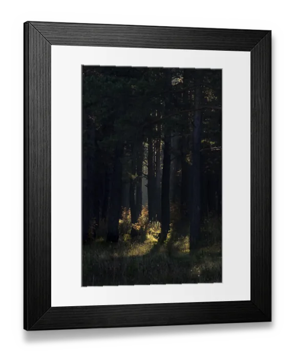 Framed Print : The shadow of the coniferous forest Framed Print : The shadow of the coniferous forest