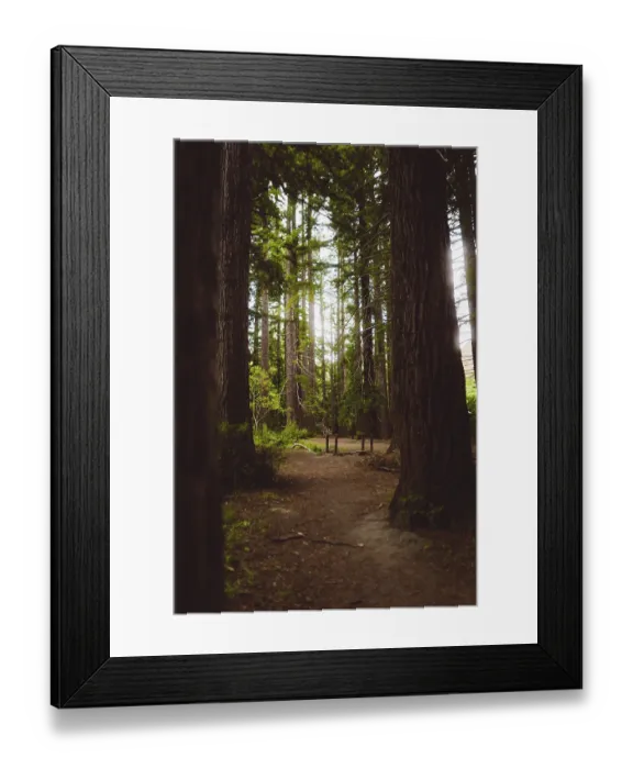 Framed Print : A quiet forest path surrounded by tall trees with rays of light
