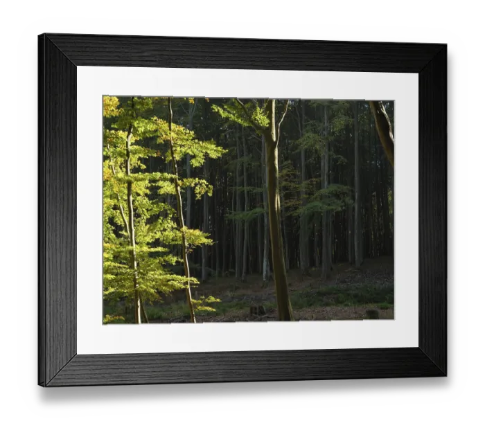 Framed Print : Sunlight filters through the trees of a densely wooded forest that offers a calm and serene atmosphere Framed Print : Sunlight filters through the trees of a densely wooded forest that offers a calm and serene atmosphere