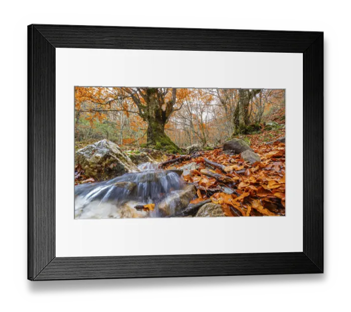 Framed Print : Stream Beech Forest, Hayedo de la Pedrosa Natural Protected Area Framed Print : Stream Beech Forest, Hayedo de la Pedrosa Natural Protected Area