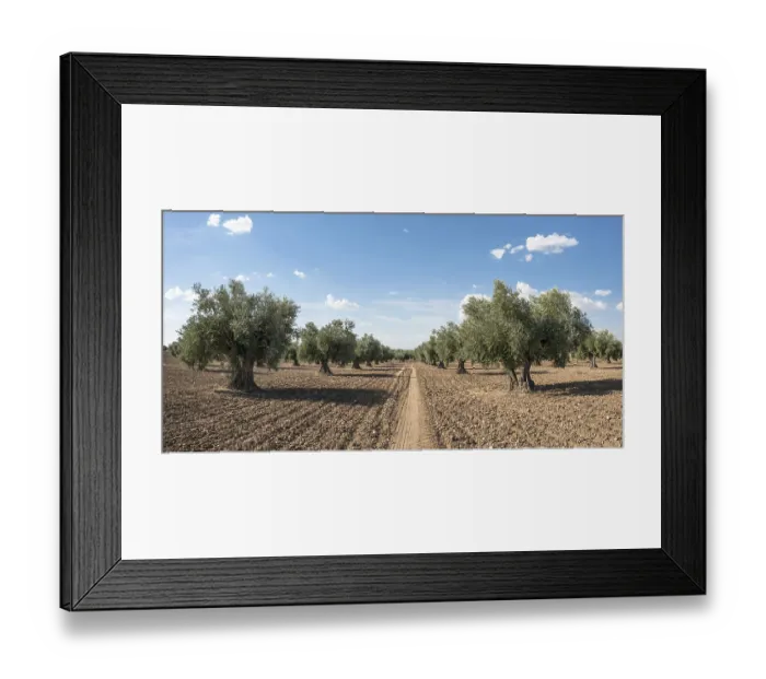Framed Print : Olive plantation with many trees Framed Print : Olive plantation with many trees