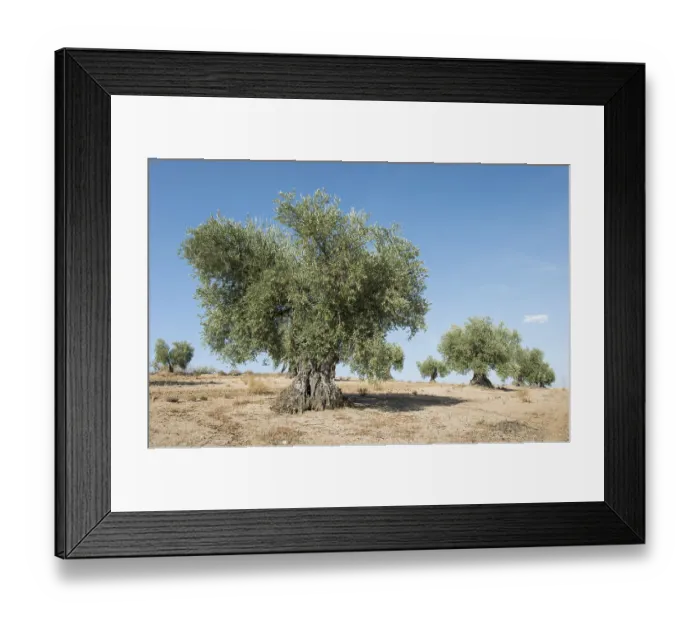 Framed Print : Olive plantation with many trees Framed Print : Olive plantation with many trees