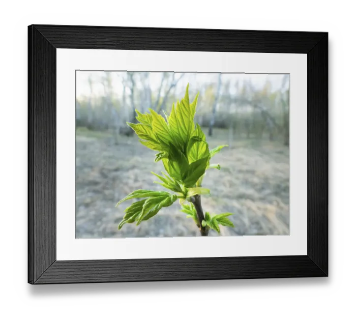 Framed Print : Spring in the forest and maple ash (Acer negundo) turgent buds