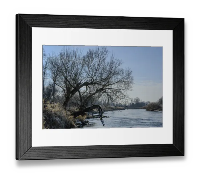 Framed Print : River with prominent tree and hanging branches against a clear sky Framed Print : River with prominent tree and hanging branches against a clear sky