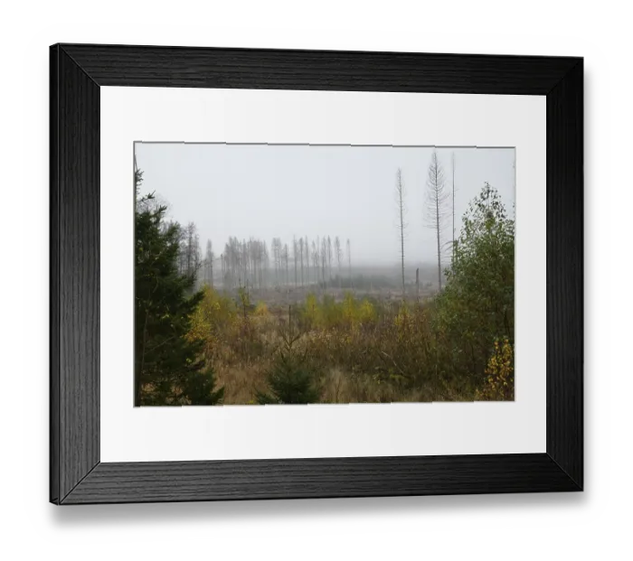 Framed Print : Harz, tree death, open areas due to tree death Framed Print : Harz, tree death, open areas due to tree death