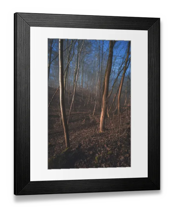 Framed Print : Trees in a foggy forest in the morning with brown leaves and blue sky