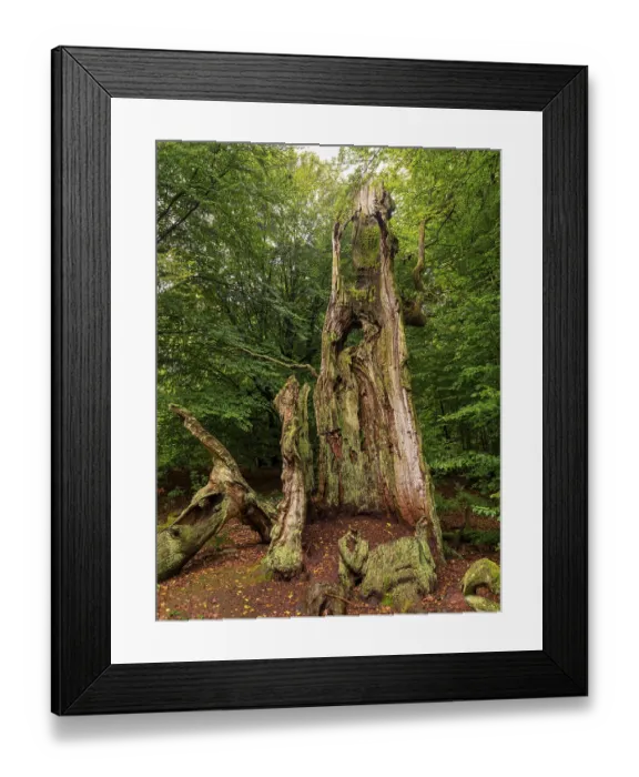 Framed Print : Dead tree trunk in the Sababurg primeval forest Framed Print : Dead tree trunk in the Sababurg primeval forest