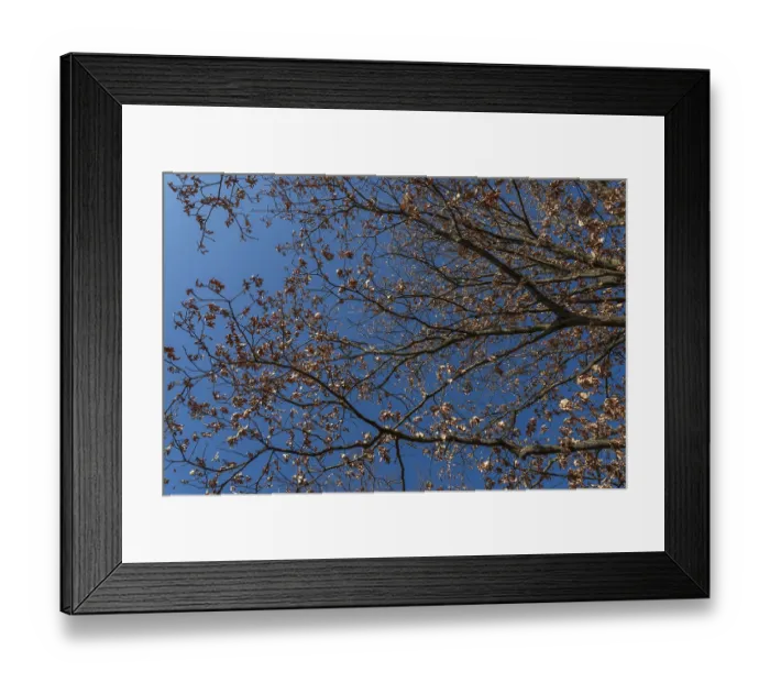 Framed Print : Treetops with withered brown leaves in front of a blue sky