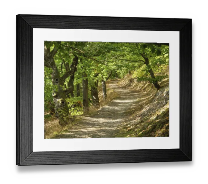 Framed Print : A winding forest path lined with dense trees and flooded with sunlight