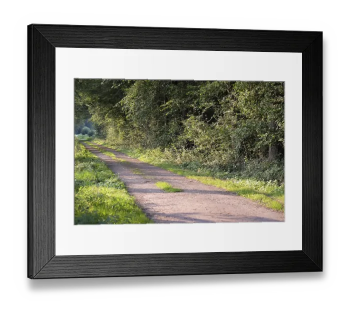 Framed Print : A shady forest path, surrounded by trees and dense greenery