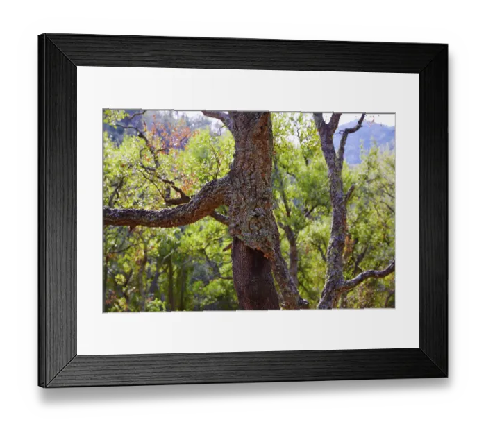 Framed Print : Castellon alcornocal in Sierra Espadan cork tree forest in Valencian Community of Spain