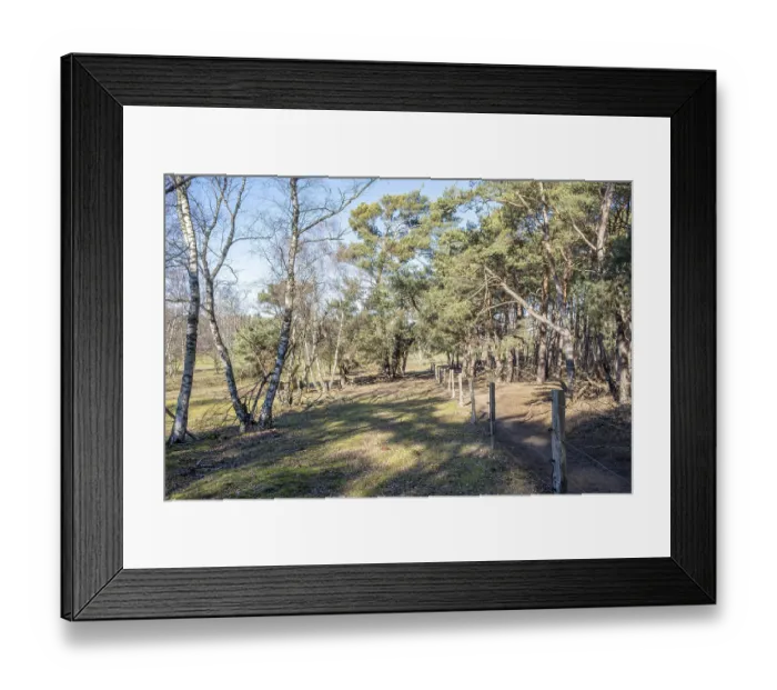 Framed Print : Winding forest path with trees casting shadows on the sunny ground