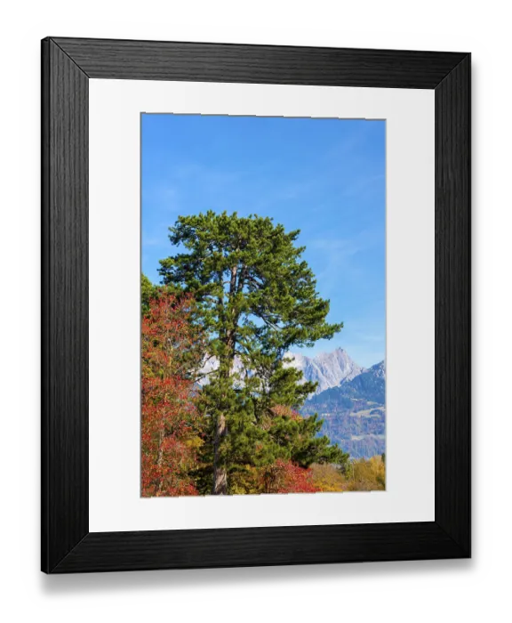 Framed Print : Beautiful Autumn Tree and Mountain and Blue Sky in a Sunny Day in Bad Ragaz