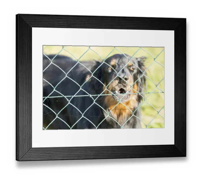 Framed Print : A watchdog behind a chain link fence