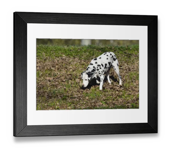 Framed Print : Dalmatian Framed Print : Dalmatian