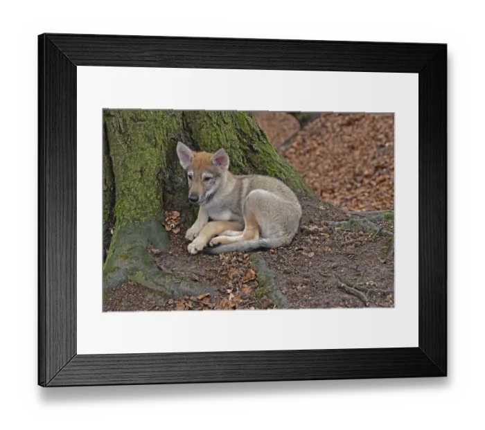 Framed Print : Czechoslovakian wolfhound (Canis lupus familiaris) Framed Print : Czechoslovakian wolfhound (Canis lupus familiaris)