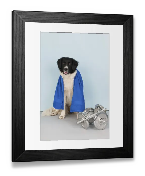 Framed Print : Dog with towel and dumbbells at the health club Framed Print : Dog with towel and dumbbells at the health club