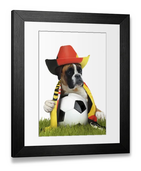 Framed Print : Boxer 303