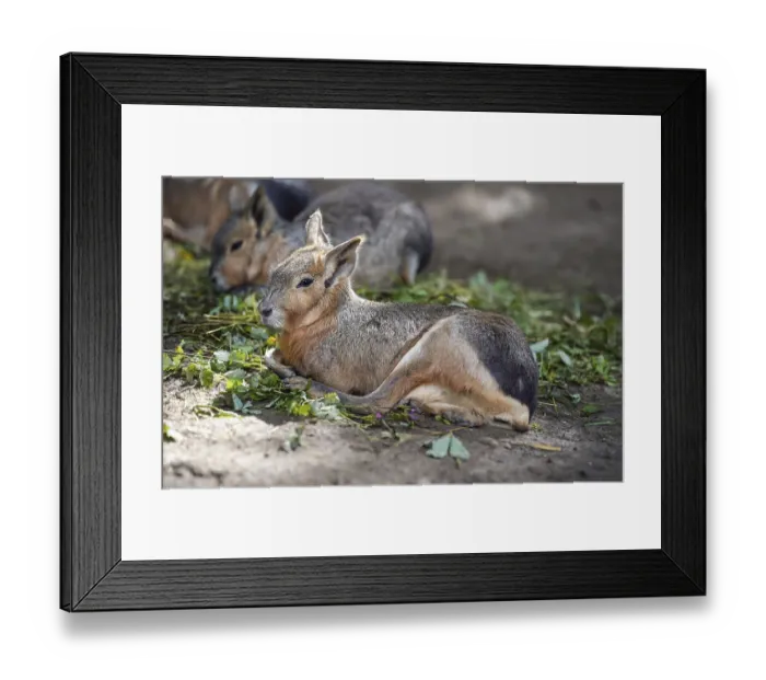 Framed Print : Patagonian Mara Dolichotis patagonum resting on ground in zoo
