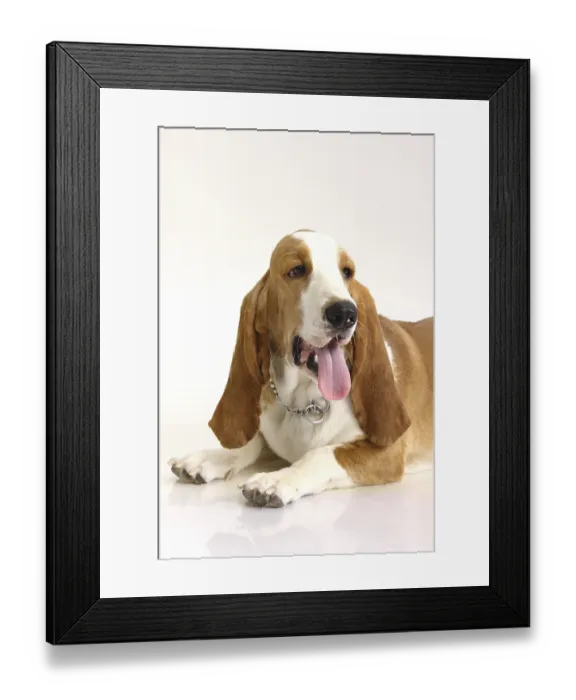 Framed Print : Dog Basset Hound female posing on white background Framed Print : Dog Basset Hound female posing on white background