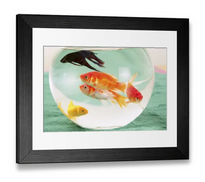 Framed Print : Fishes in a round glass bowl red carps green background Framed Print : Fishes in a round glass bowl red carps green background