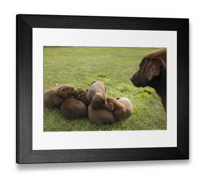 Framed Print : Brown Labrador Retriever dog litter of pups