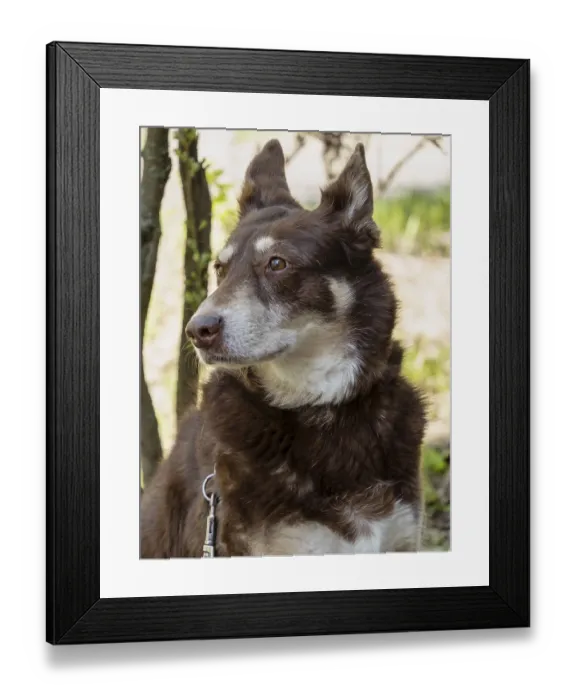 Framed Print : Australian Kelpie Mix, chocolate colored dog Framed Print : Australian Kelpie Mix, chocolate colored dog