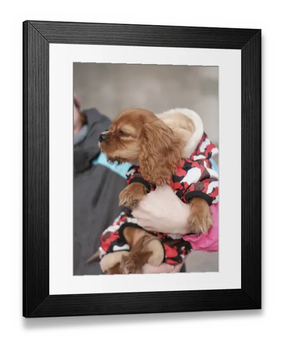 Framed Print : Cavalier King Charles Spaniel, young dog Framed Print : Cavalier King Charles Spaniel, young dog