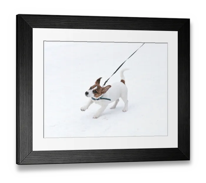 Framed Print : Jack Russell puppy with collar running in snow Framed Print : Jack Russell puppy with collar running in snow