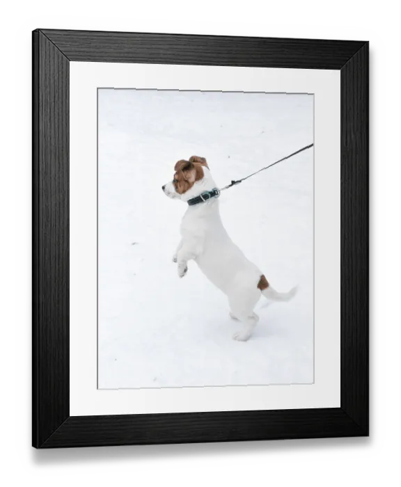 Framed Print : Jack Russell Terrier puppy wearing collar Framed Print : Jack Russell Terrier puppy wearing collar