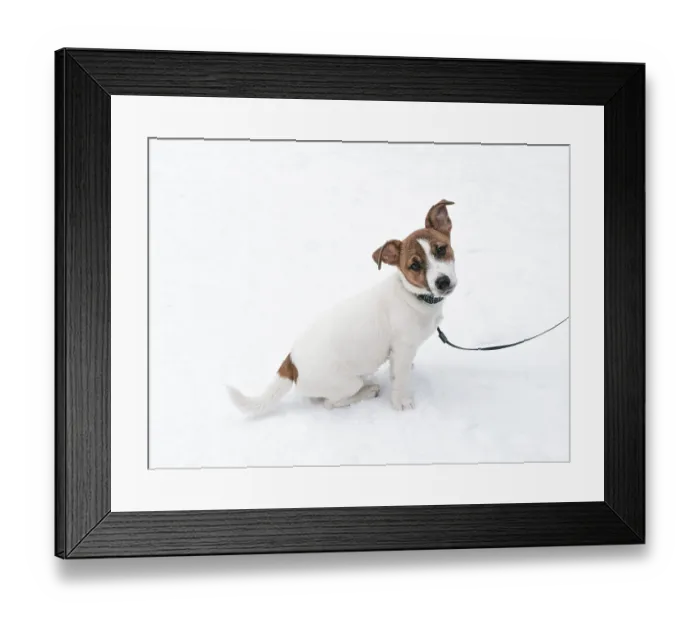 Framed Print : Portrait of a Jack Russell Terrier puppy wearing a collar and a leash