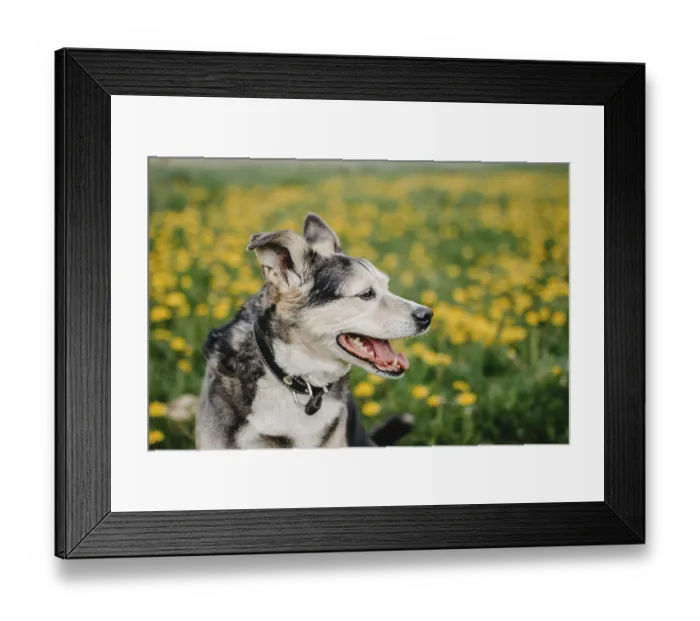 Framed Print : Side profile of a relaxed dog in a field full of dandelions