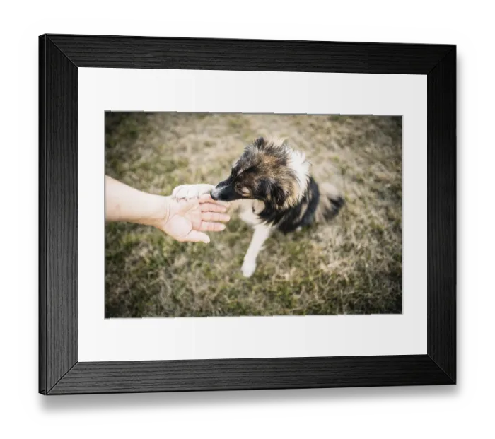 Framed Print : A dog on grass touching a human hand in a friendly manner