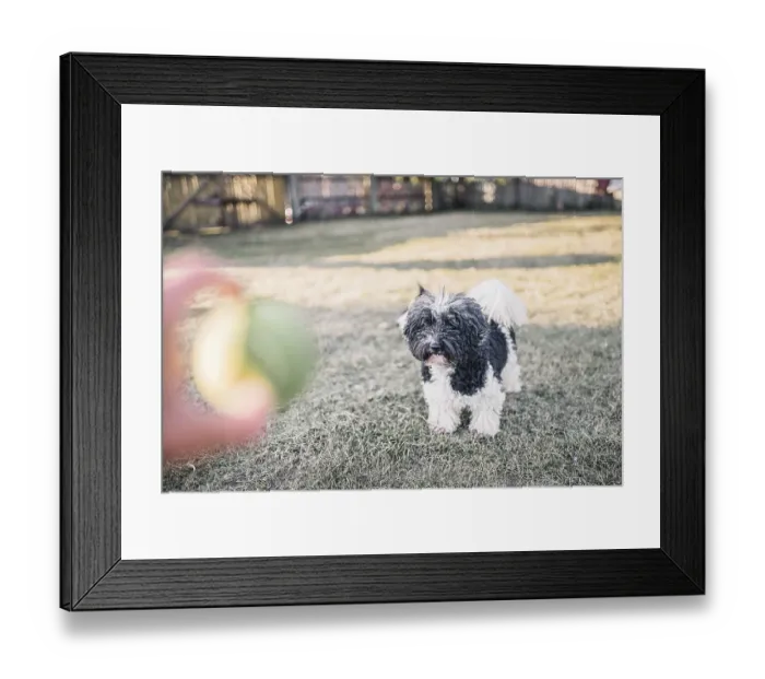 Framed Print : A black and white dog eyes a green ball as someone holds it
