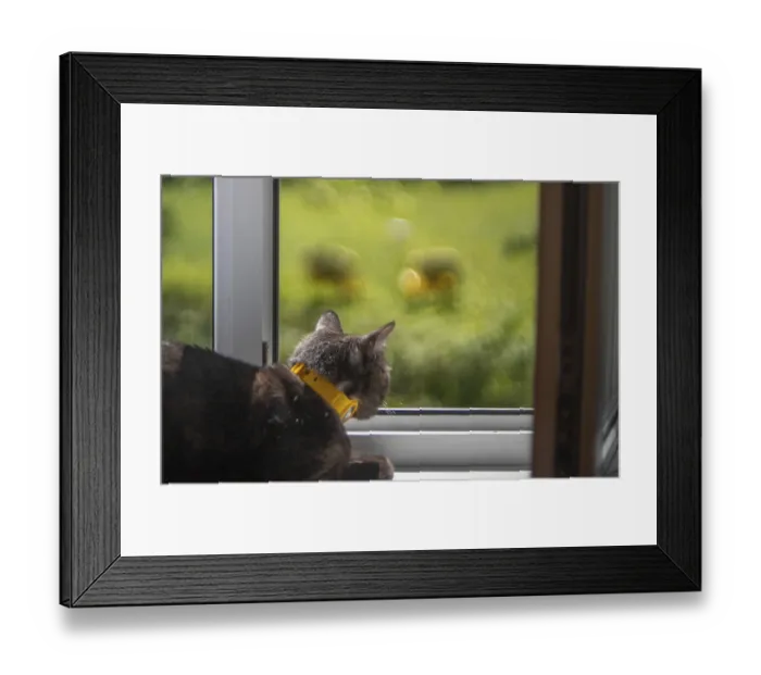 Framed Print : Cat with a yellow collar looks out a window at a blurred green outdoors Framed Print : Cat with a yellow collar looks out a window at a blurred green outdoors