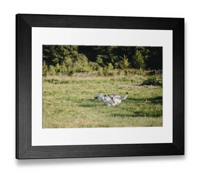 Framed Print : A husky dog running energetically through a green field surrounded by trees
