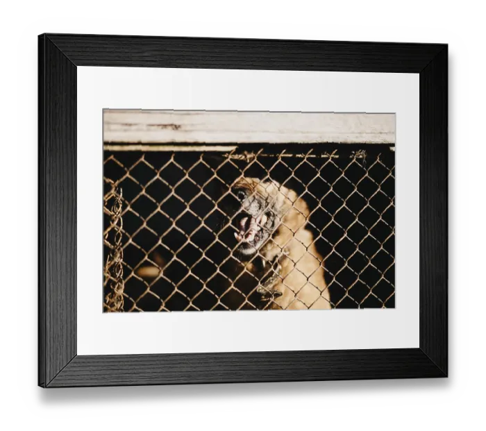 Framed Print : A dog behind a cage showing its teeth