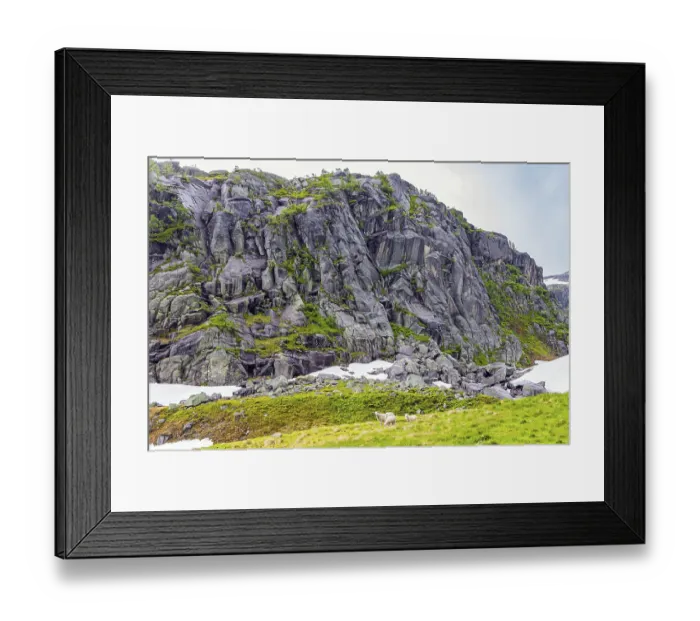Framed Print : Herd of sheep is grazing near the road