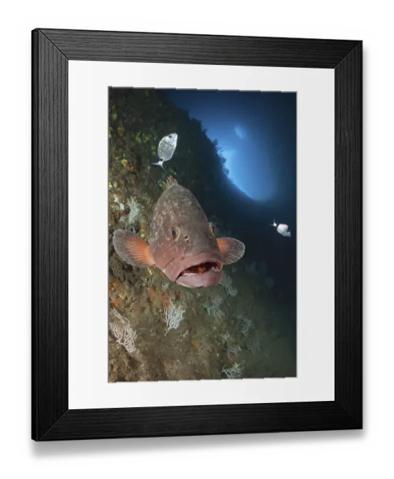 Framed Print : Dusky Grouper in cave, Epinephelus marginatus Framed Print : Dusky Grouper in cave, Epinephelus marginatus