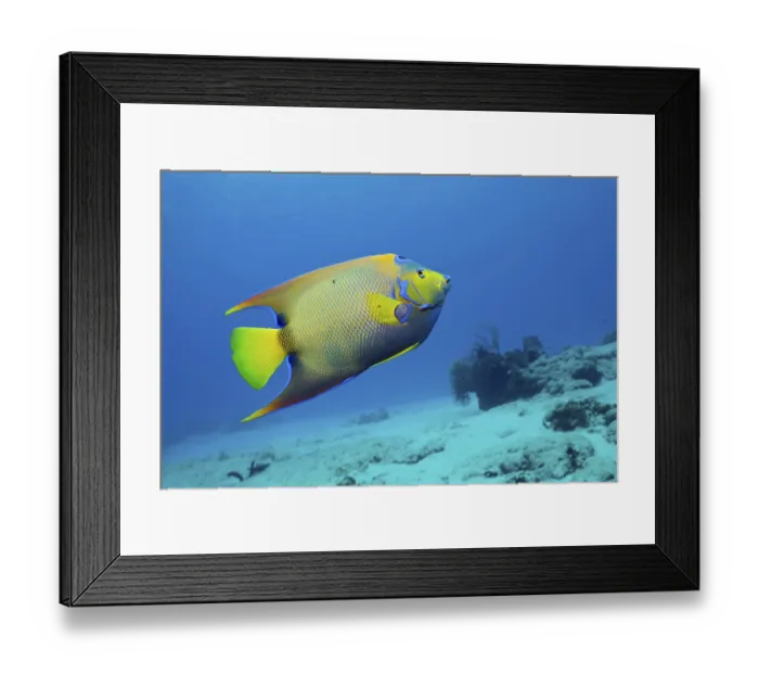 Framed Print : Diademed Angelfish, Holacanthus ciliaris