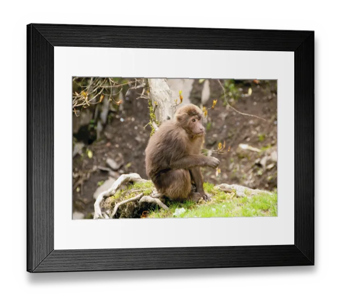 Framed Print : The Tibetan Macaque (Macaca thibetana)