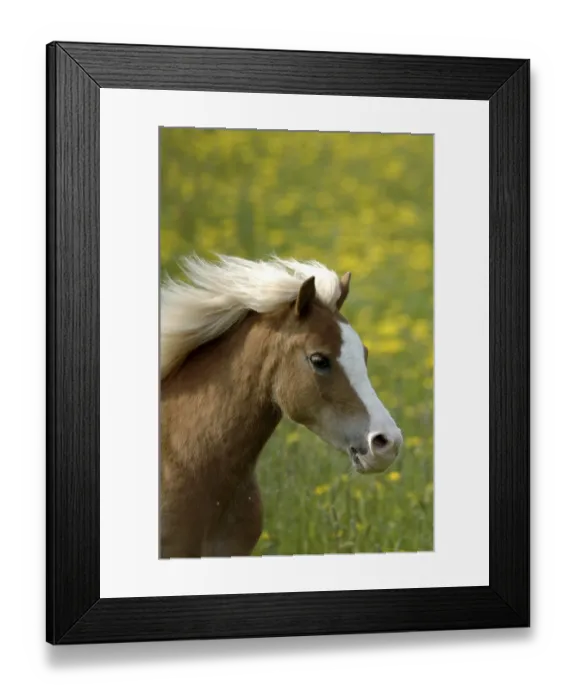 Framed Print : Welsh pony mare in motion in the dandelion Framed Print : Welsh pony mare in motion in the dandelion