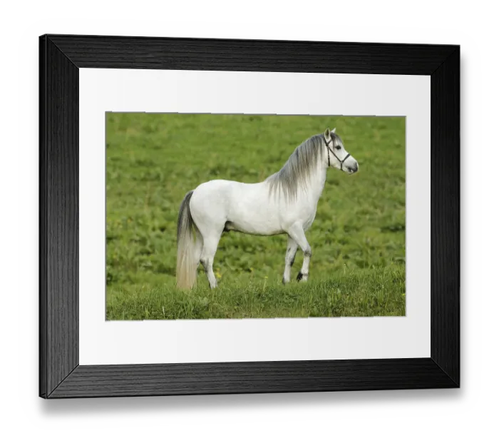 Framed Print : Beautiful white horse in the meadow