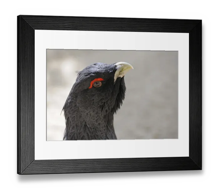 Framed Print : Capercaillie (Tetrao urogallus), portrait