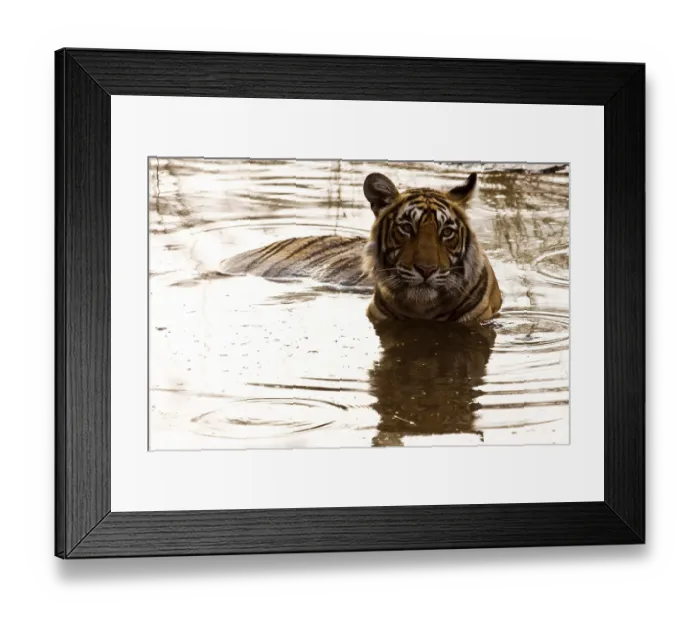 Framed Print : Tiger panthera tigris in water Framed Print : Tiger panthera tigris in water